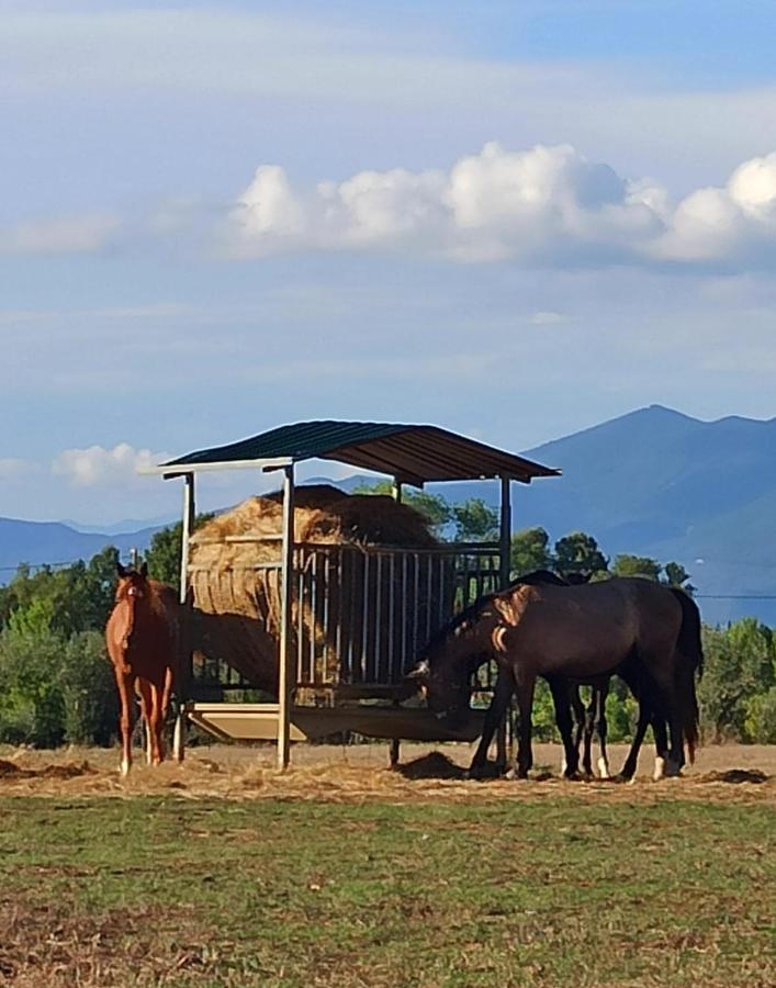 Podere Il Giurato Fauglia Exterior foto